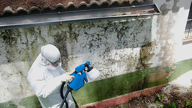 Trusted Attic Mold Removal service in Falls Church, VA - Cheap Mold Removal